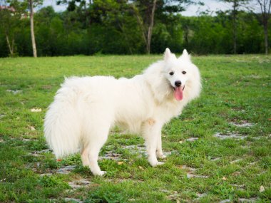 Bahçe veya park oynayan beyaz köpek