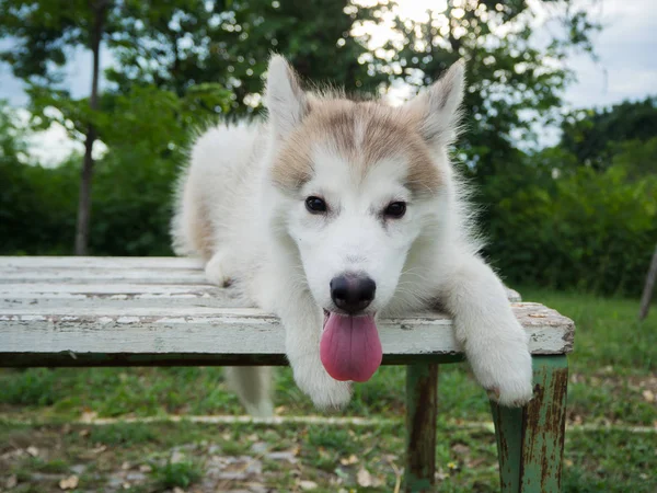 Siberian husky puppy in the park — Stock Photo, Image