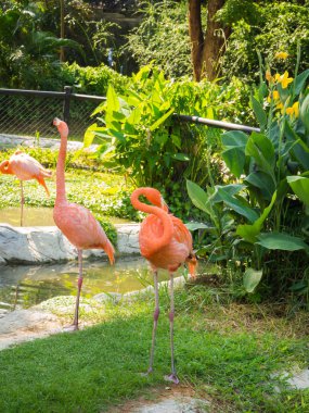 Flamingo Hayvanat Bahçesi, Tayland