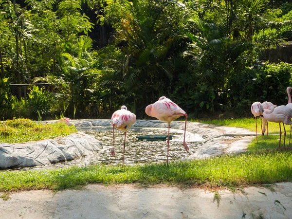 Flamant rose dans le zoo, Thaïlande — Photo