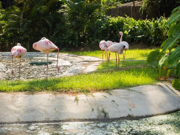 Flamingo no zoológico, Tailândia — Fotografia de Stock
