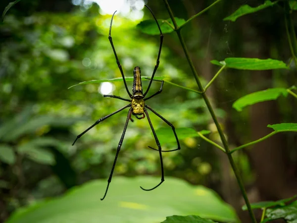 Αράχνη στον ιστό της αράχνης στο δάσος — Φωτογραφία Αρχείου