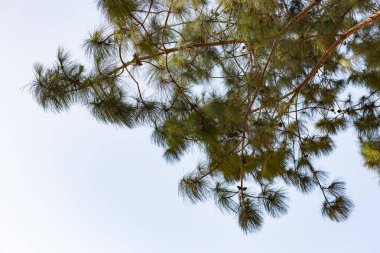 Hiç bulutlar üstündeki açık gökyüzü ile bir çam ağacında ararken