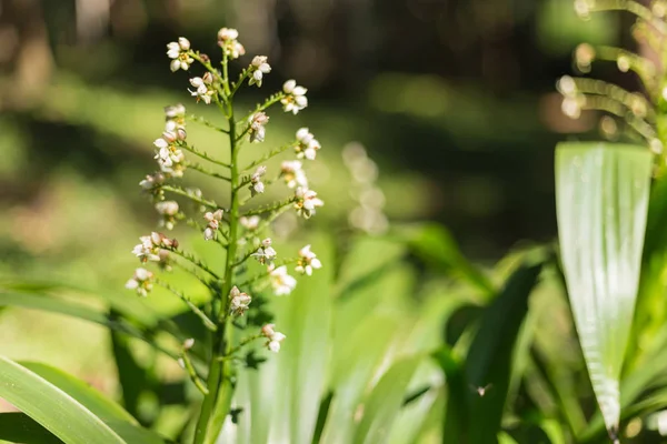 Liten vacker vit blomma i trädgården med solljus — Stockfoto