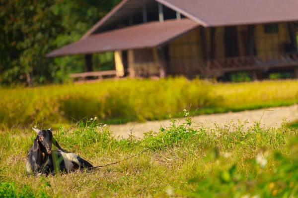 一只年轻的黑山羊在草地上吃 — 图库照片