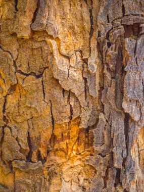 Ağaç arka plan ve doku kabuğu yakın çekim