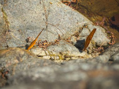 Ormandaki kayada güzel turuncu kelebek