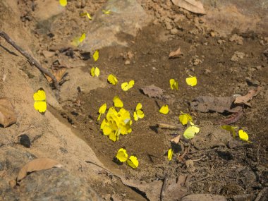 Ormandaki kayada güzel sarı kelebek