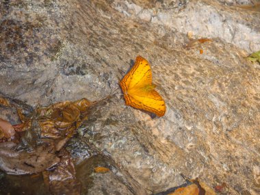 Ormandaki kayada güzel turuncu kelebek