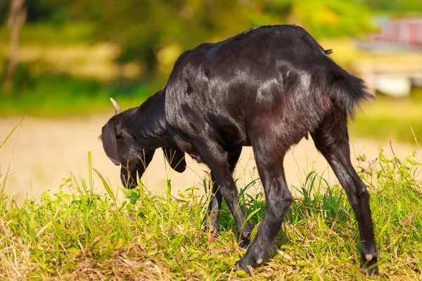 Una joven cabra negra roza en un prado — Foto de Stock