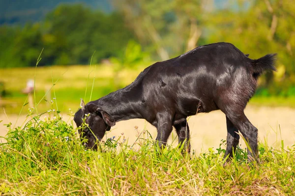 Una joven cabra negra roza en un prado — Foto de Stock