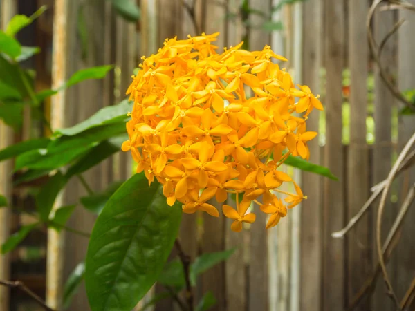 Gula Ixora blommor eller Spike blommor blomma i en trädgård — Stockfoto