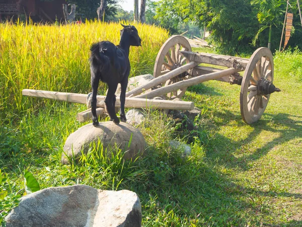 Seekor kambing hitam muda merumput di padang rumput — Stok Foto