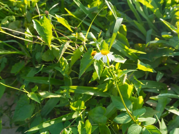 Petite belle fleur blanche dans le jardin avec lumière du soleil — Photo