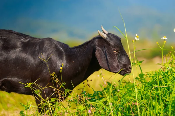 Une jeune chèvre noire broute dans une prairie Photos De Stock Libres De Droits