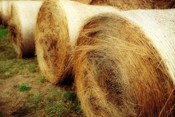 Fieno giallo secco arrotolato in balle. Raccolta di mangimi nell'azienda agricola . — Foto Stock