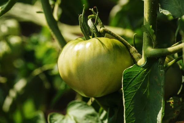 Zielony pomidor wisi na łodydze. Hodowla warzyw w ogrodzie warzywnym. — Zdjęcie stockowe