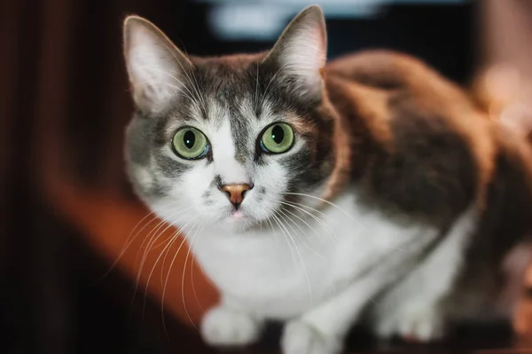 Όμορφη γάτα με μεγάλα πράσινα μάτια κοιτάζει κατευθείαν στην κάμερα. — Φωτογραφία Αρχείου