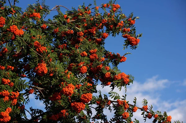 Manojos de ceniza de montaña madura contra el cielo azul. Arbusto con bayas de naranja . —  Fotos de Stock