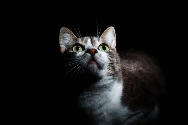 Un precioso un con grandes ojos de cerca y miradas interesadas hacia arriba . —  Fotos de Stock