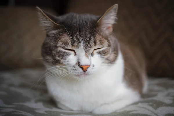 Retrato de un gato gris con un pecho blanco. Mascota inteligente y noble posando para la cámara . — Foto de Stock