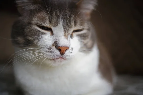 Portré egy fehér mellű szürke macskáról. Okos és nemes kisállat pózol a kamera. — Stock Fotó