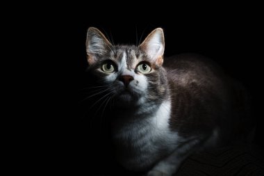 Sevimli, büyük gözlü, yakından bakan ve yukarı bakan biri..