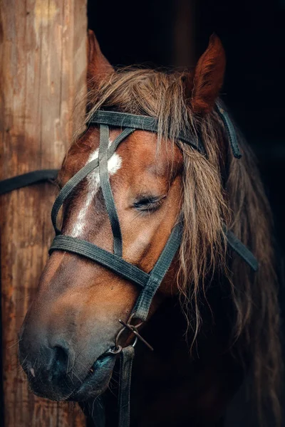 Triste cara de caballo con arnés. El caballo está atado a un poste de madera con los ojos cerrados. . — Foto de Stock