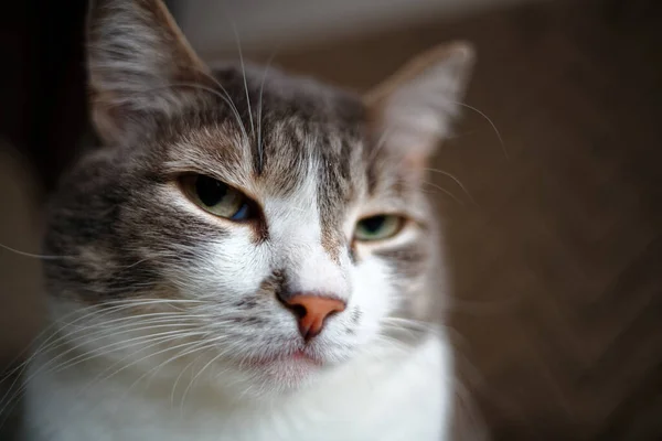 Retrato de un gato gris con un pecho blanco. Mascota inteligente y noble posando para la cámara . — Foto de Stock