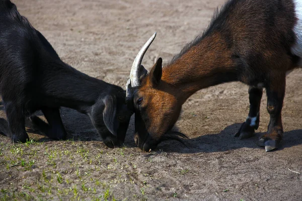 Dvě kozy hladově okusují poslední trávu na pastvinách. Boj za jídlo a přežití zvířat v období sucha. — Stock fotografie