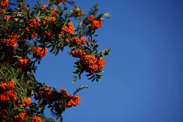 Manojos de ceniza de montaña madura contra el cielo azul. Arbusto con bayas de naranja . —  Fotos de Stock