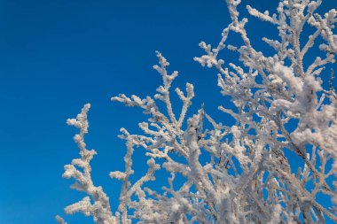Mavi gökyüzüne karla kaplı ağaç dalları. Temiz ve soğuk tazelik.