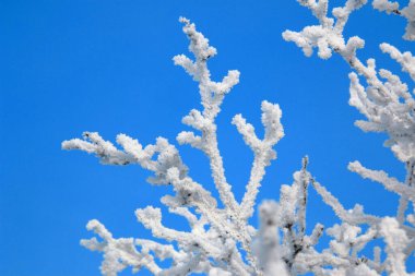 Ağaç dalları mavi gökyüzüne karşı kırağı kaplar..