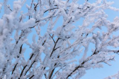 Çalıların dalları karla kaplıdır. Mavi gökyüzüne karşı, güneşli bir parıltıyla..
