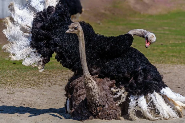 Grande Struzzo Nero Dell Uem Con Lungo Collo Allargato Ali — Foto Stock