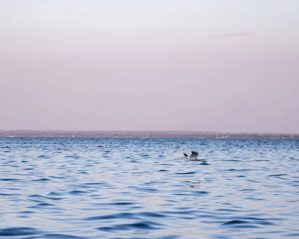 Water vogels in het meer — Stockfoto