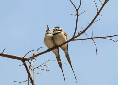 bee-eaters bir dal üzerinde tünemiş çifti