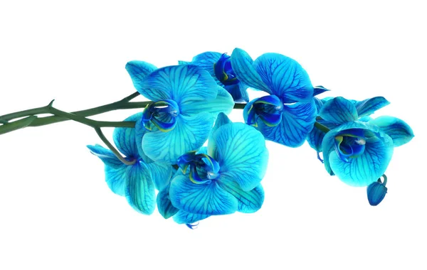 Hermosa flor azul orquídea, phalaenopsis — Foto de Stock