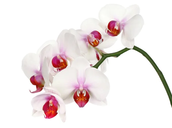 Schöne weiße Blütenorchidee, phalaenopsis — Stockfoto