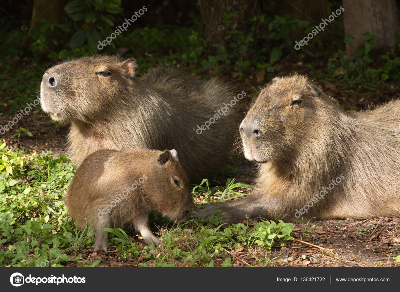 familia de carpinchos en la naturaleza — Foto de stock © Juliakokhanova #136421722