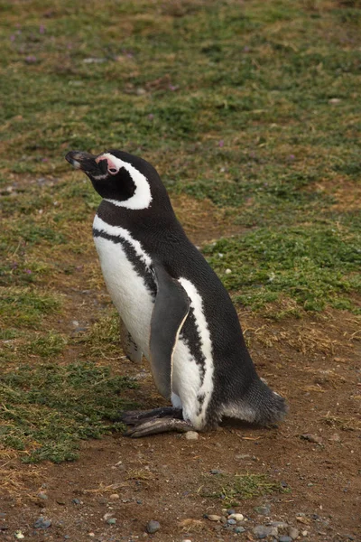 Магеллановий пінгвін ( Shpheniscus magellanicus ) — стокове фото