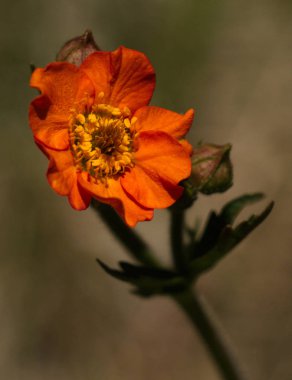 Bennet çiçek (Geum Chiloense)