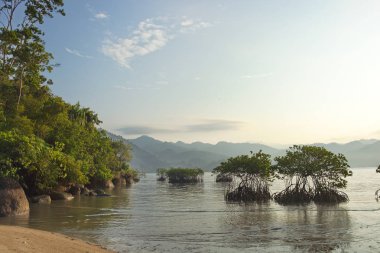 mangrov denizin gündoğumu sahilde hakkında