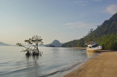 atılan tekne ve kumsalda mangrov