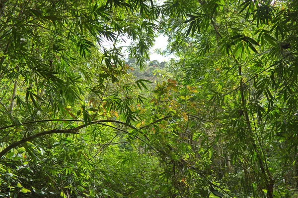 Vegetación en la selva — Foto de Stock