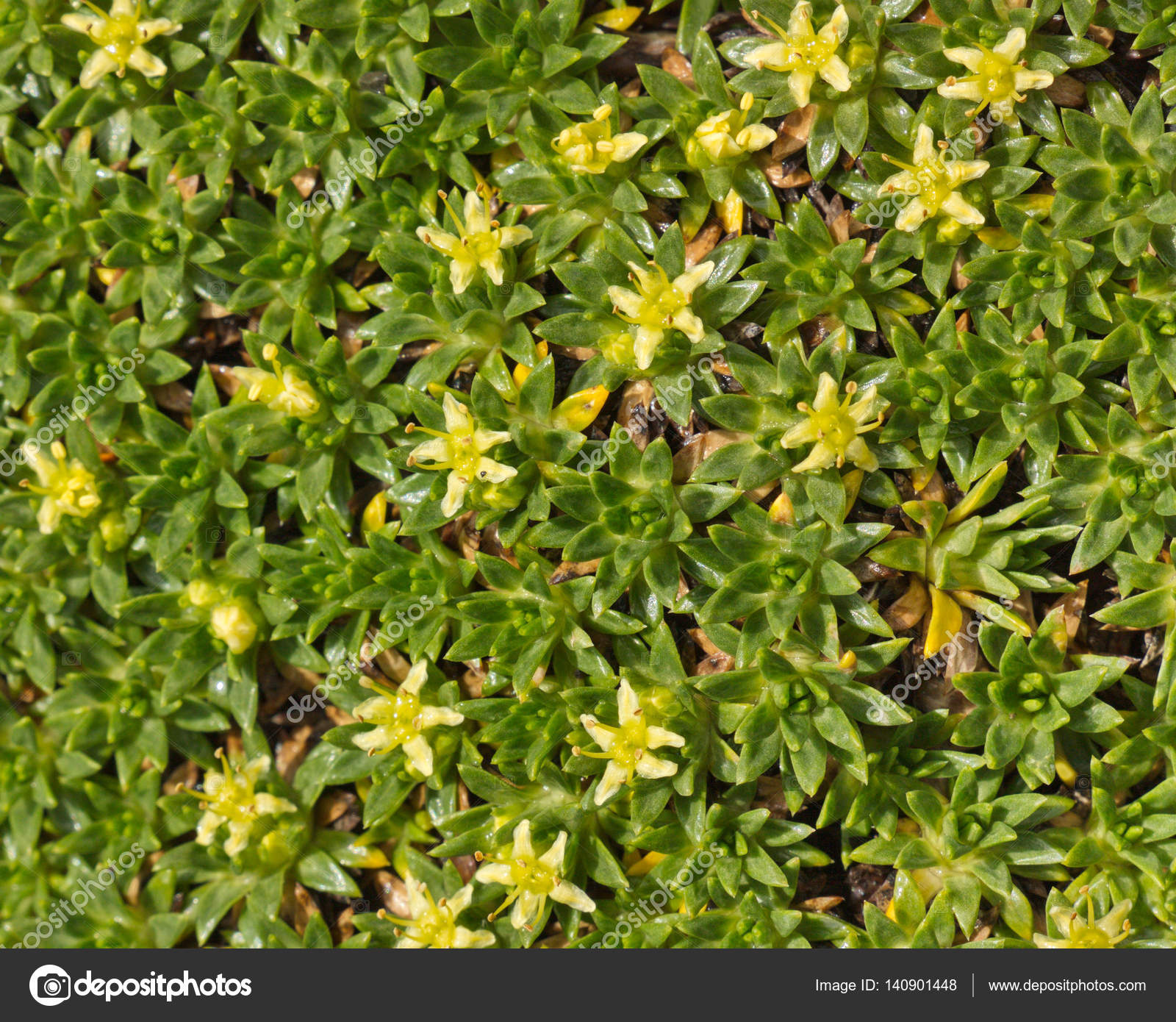 Invasive Ground Cover With Yellow Flowers