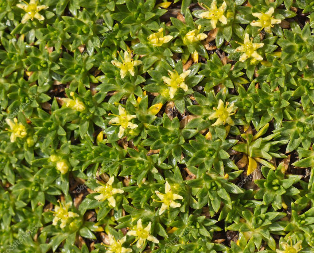 Pictures ground cover Ground cover plant with small yellow flowers