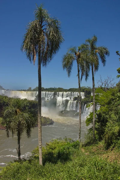 Palm trees against the background of the Iguazu Falls — Stock Photo, Image