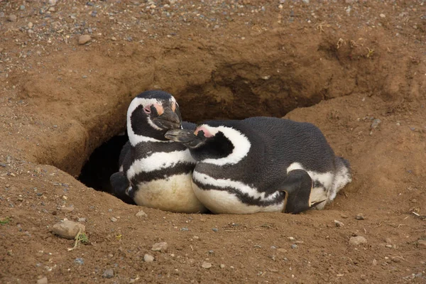 穴の入り口に 2 つのマゼラン ペンギン (飛べない) — ストック写真