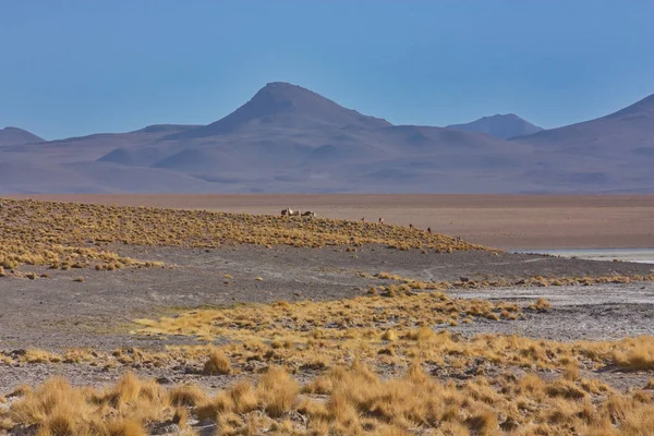 Paisaje montañoso de la meseta del Altiplano en Bolivia — Foto de Stock